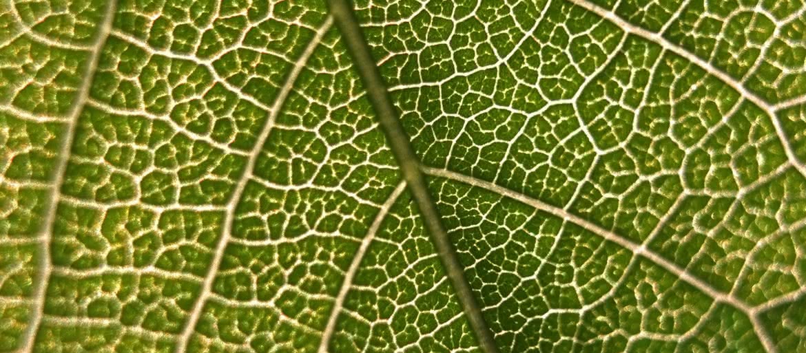 Zielony Graal - jak odtworzyć fotosyntezę