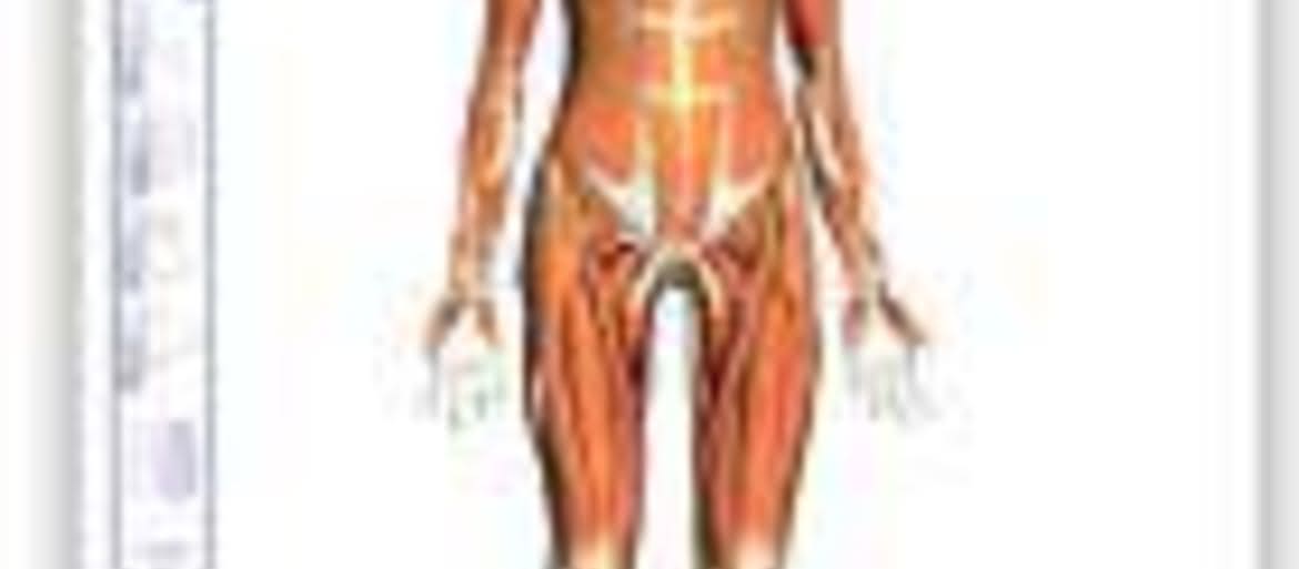 Google Body Browser - wirtualny atlas anatomiczny