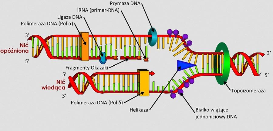 Kopiowanie DNA wymaga współpracy wielu enzymów.