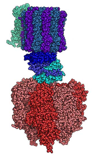 Syntaza ATP – od góry: część zakotwiczona w błonie, wał napędowy, fragment odpowiedzialny za syntezę ATP.