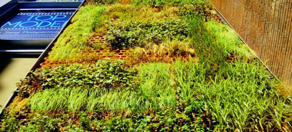 Zielona ściana w Barcelonie