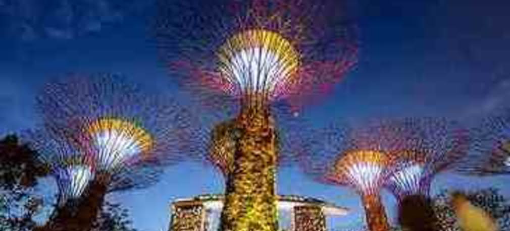 Niezwykłe drzewa z ogrodów Singapuru