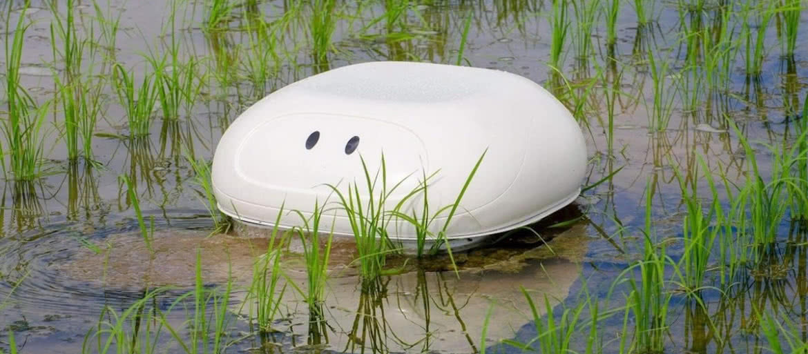 Ten dziwaczny robot pomoże w uprawie ryżu