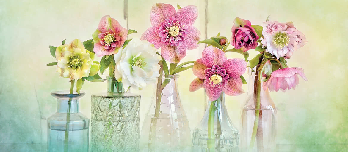 Siła kwiatów. Jacky Parker radzi, jak robić zachwycające zdjęcia kwiatom we własnym ogrodzie