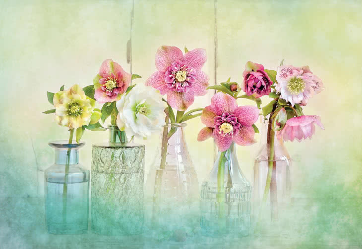 Siła kwiatów. Jacky Parker radzi, jak robić zachwycające zdjęcia kwiatom we własnym ogrodzie