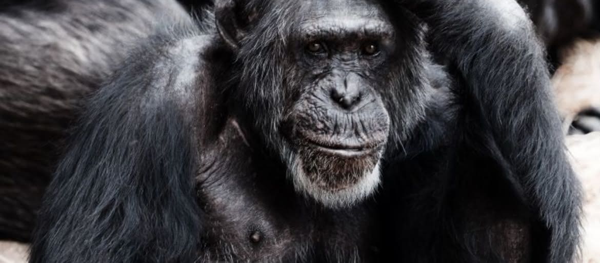 Co dwie głowy, to nie jedna  – szympansy zdolne do spontanicznej współpracy