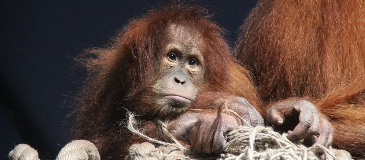 Orangutan z Tapanuli - dopiero odkryty, już zagrożony