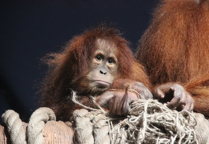Orangutan z Tapanuli - dopiero odkryty, już zagrożony