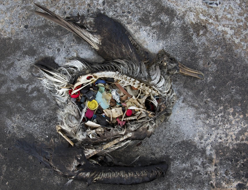 Kawałki plastiku w brzuchu martwego ptaka