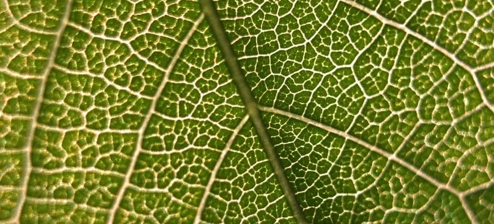 Zielony Graal - jak odtworzyć fotosyntezę