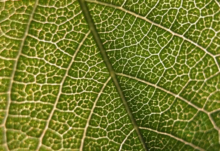 Zielony Graal - jak odtworzyć fotosyntezę