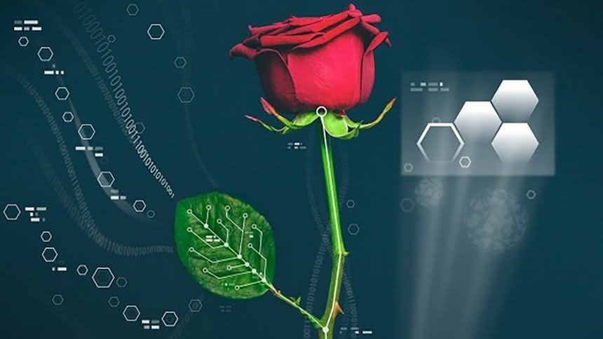 Elektroniczna róża