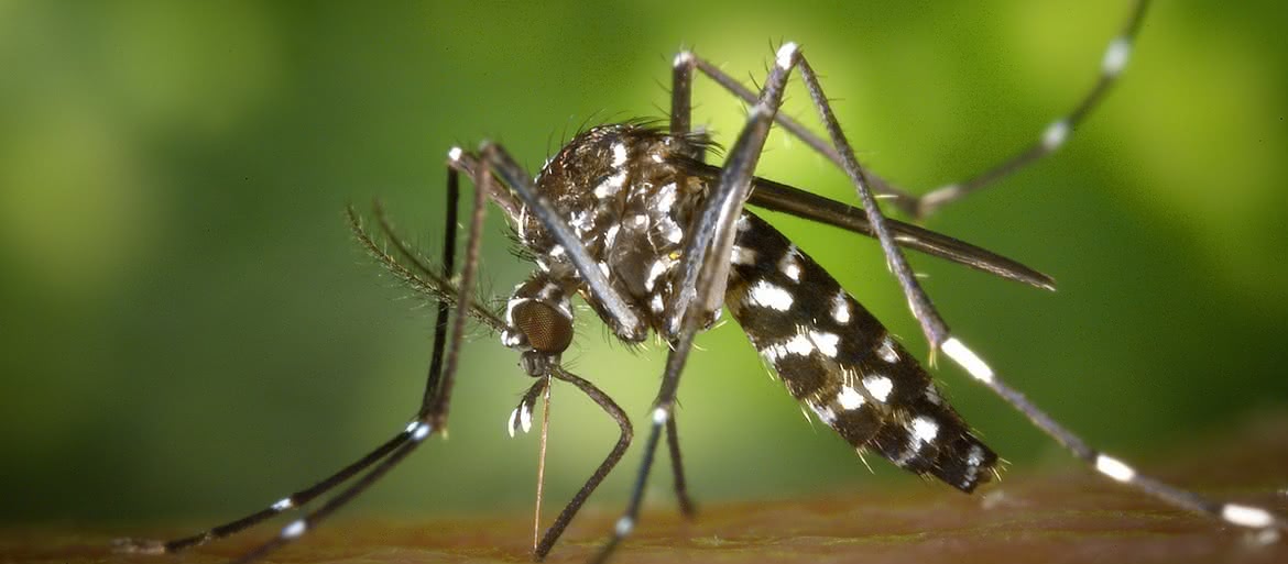 Drony pomogą w zwalczaniu komarów