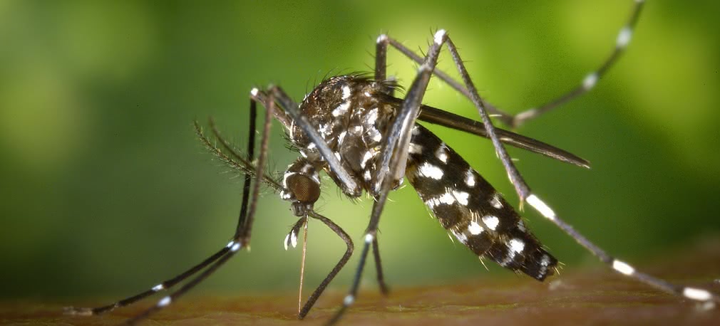 Drony pomogą w zwalczaniu komarów