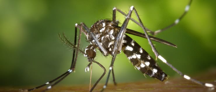 Drony pomogą w zwalczaniu komarów