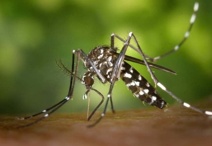 Drony pomogą w zwalczaniu komarów