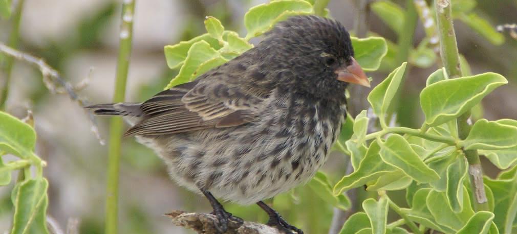 Ewolucja przebiega na naszych oczach