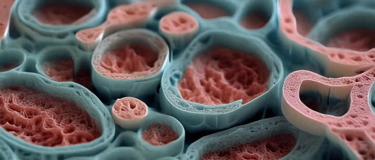 Biodruk 3D wewnątrz żywego ciała