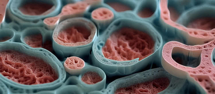 Biodruk 3D wewnątrz żywego ciała