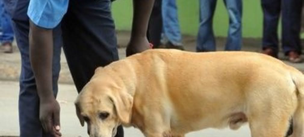 Sposób na terrorystów