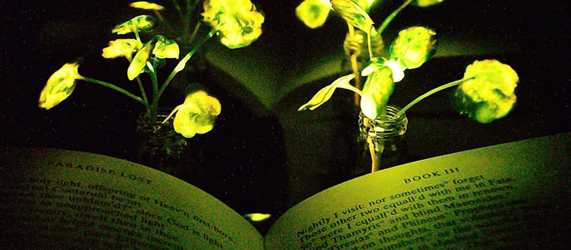 Świecąca roślina na biurku zamiast lampki