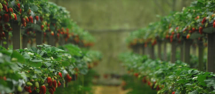 Koło Dysona do uprawy truskawek