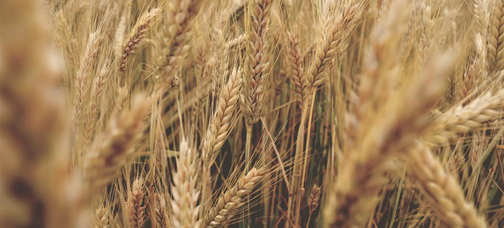 Kosmiczna technologia w produkcji żywności 