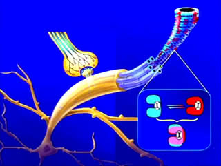 Mikrotubule - wizualizacja