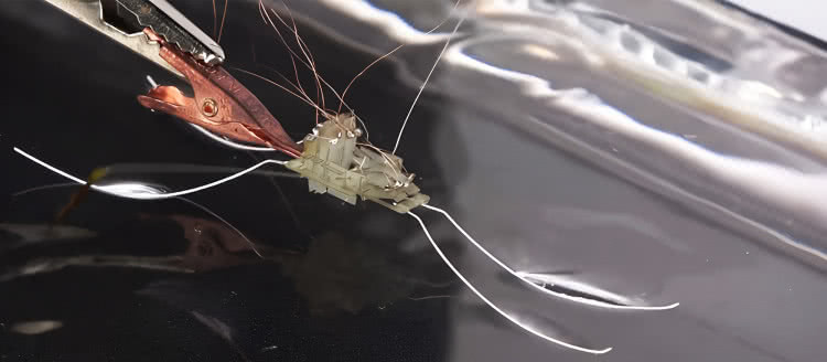 Robot ślizgający się po wodzie niczym owady