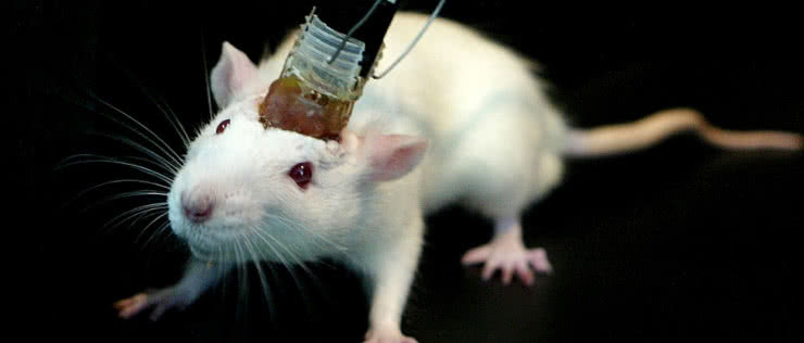 Szczur sterowany ludzkimi myślami