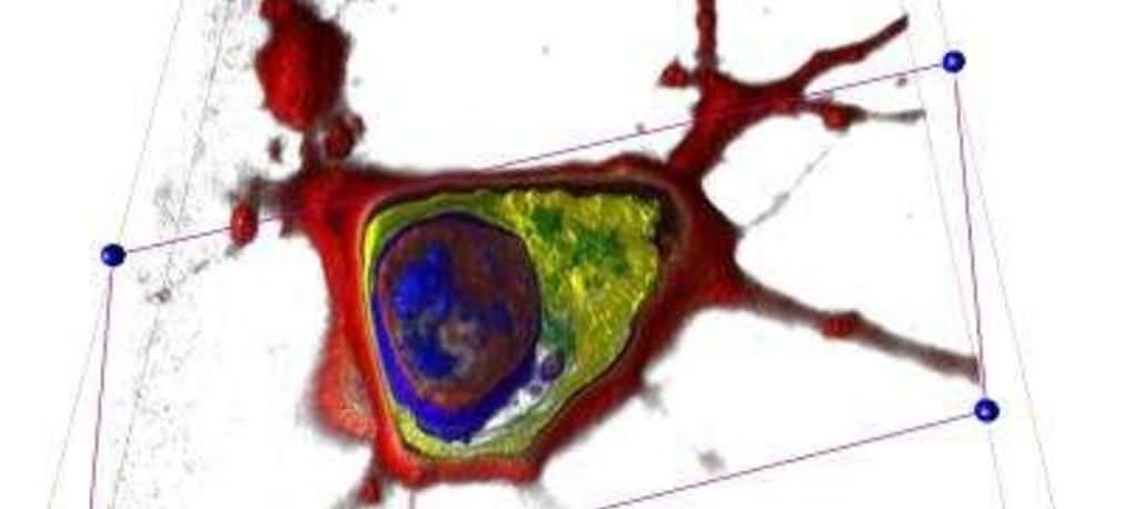 Przełom w mikroskopii - trójwymiarowe obrazy w czasie rzeczywistym