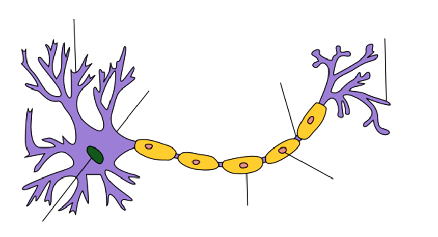 Ilustracja połączeń neuronu z dendrytem