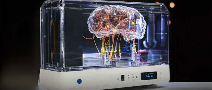 Sztuczny kawałek mózgu z laboratorium