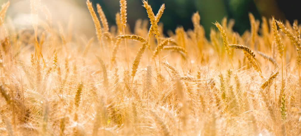 Druga zielona rewolucja