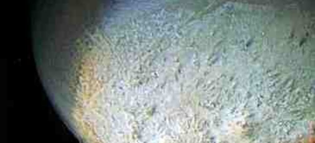 Tryton w nowej odsłonie