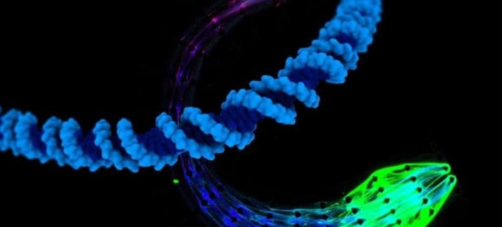 Maszyny z DNA - jak żywe 