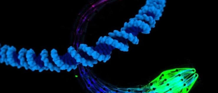 Maszyny z DNA - jak żywe