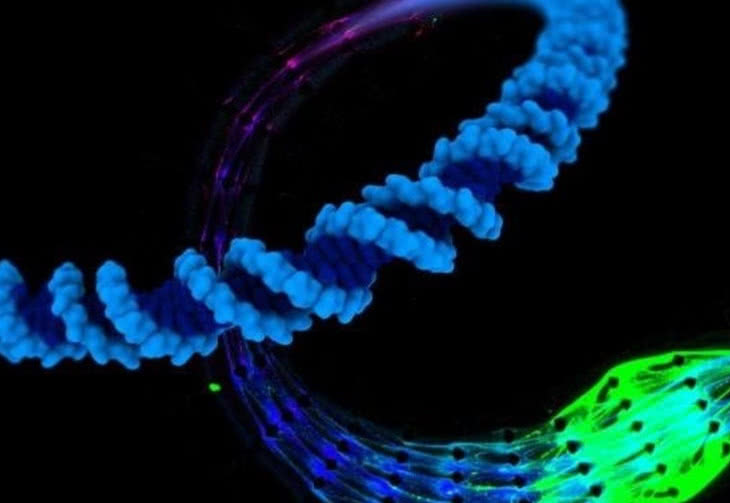 Maszyny z DNA - jak żywe