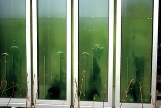Panele elewacyjne z algami, w budynku BIQ w Hamburgu