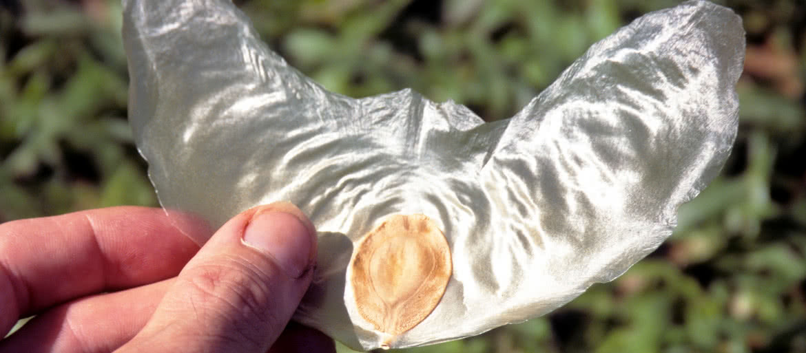 Budujemy model Zanonia macrocarpa