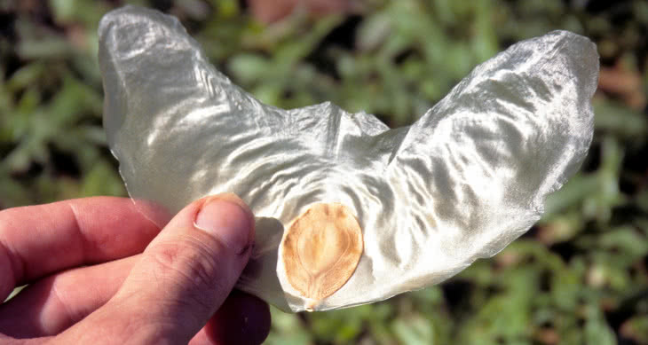 Budujemy model Zanonia macrocarpa