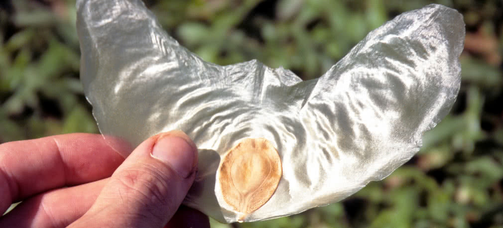 Budujemy model Zanonia macrocarpa