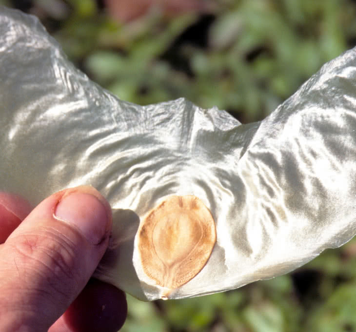 Budujemy model Zanonia macrocarpa