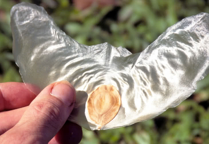 Budujemy model Zanonia macrocarpa