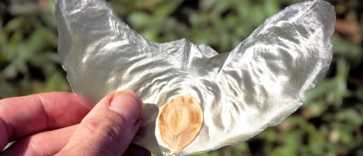 Budujemy model Zanonia macrocarpa