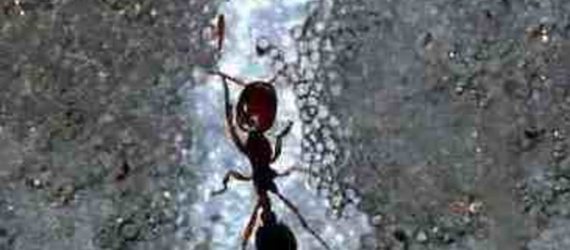 Mrówki pomogą w konstrukcji robotów