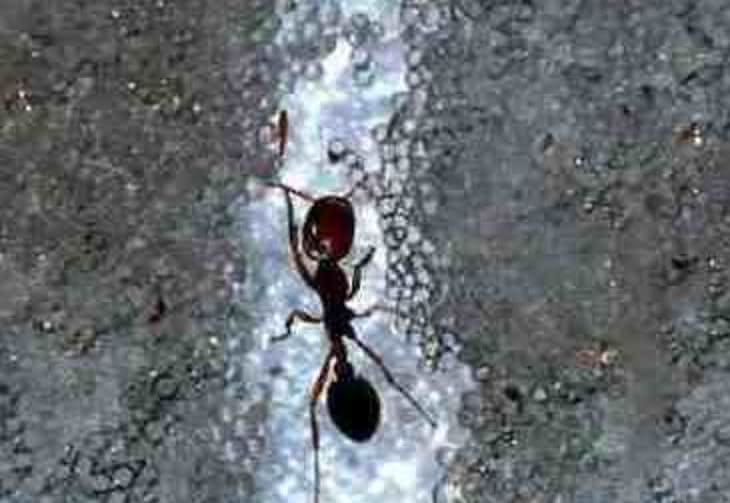 Mrówki pomogą w konstrukcji robotów