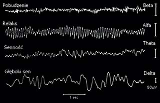 Rytmy (fale) występujące w sygnale EEG