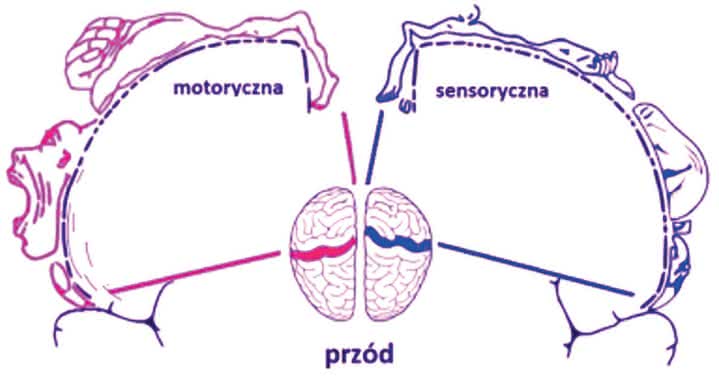 Podział kory mózgowej na części motoryczną i sensoryczną