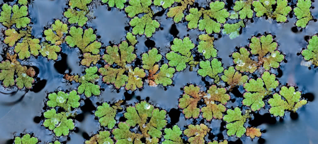 Roślina, która ocali świat? Paprotka dla ochłody